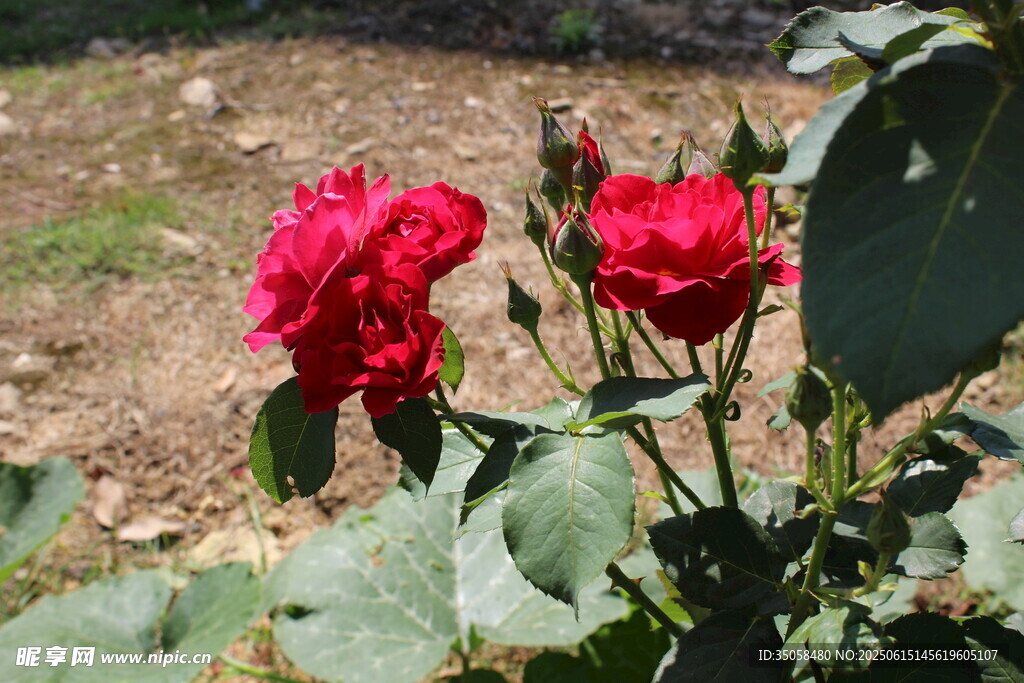 月季花  