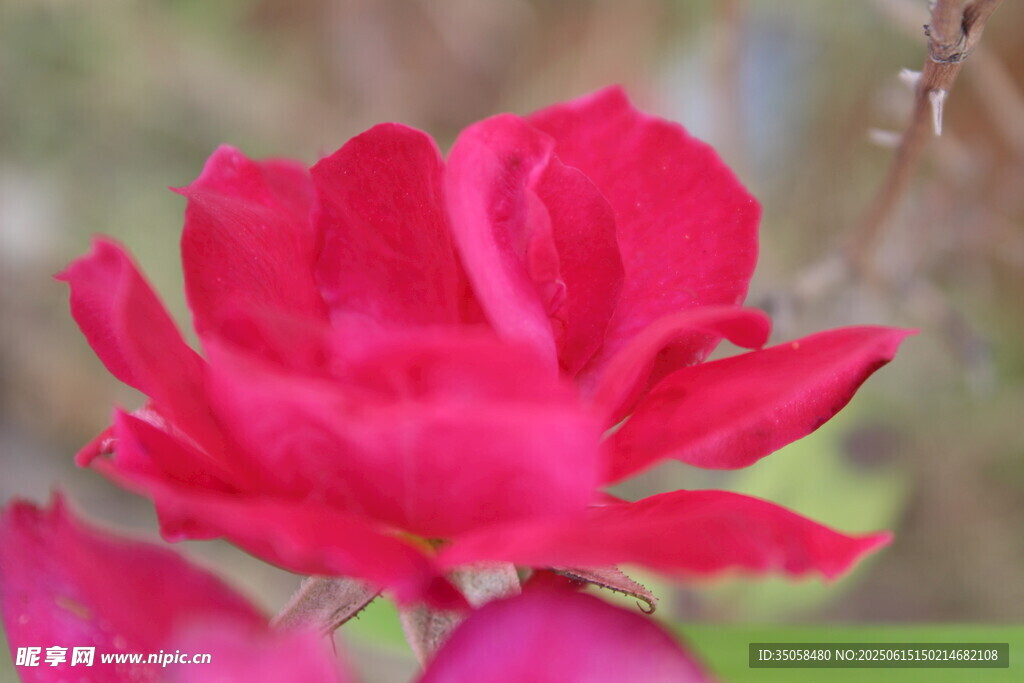 月季花 