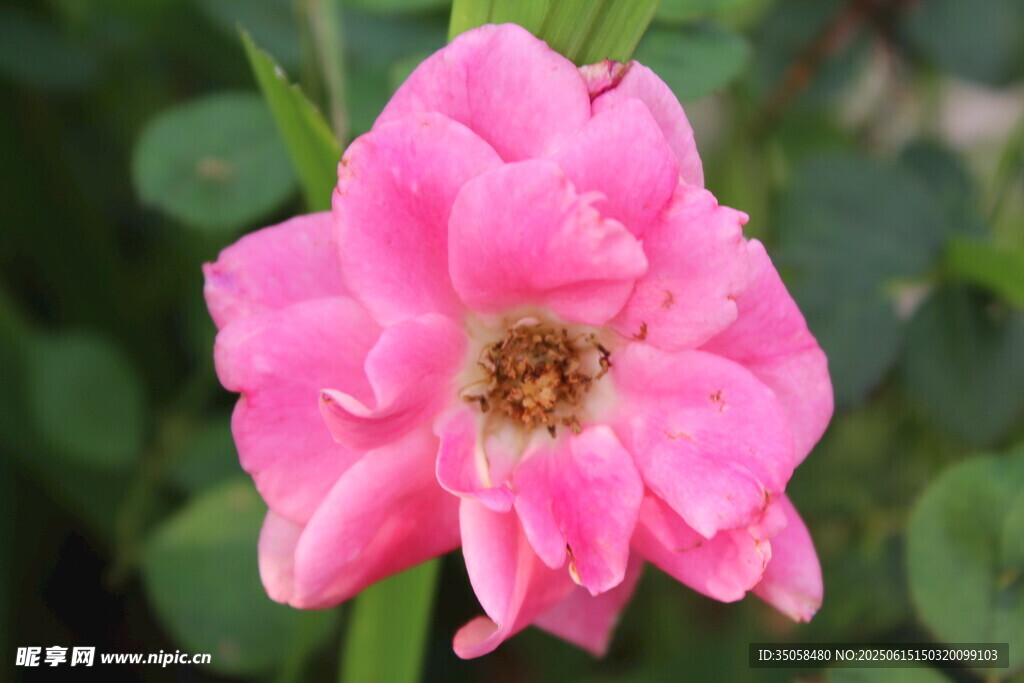 月季花 