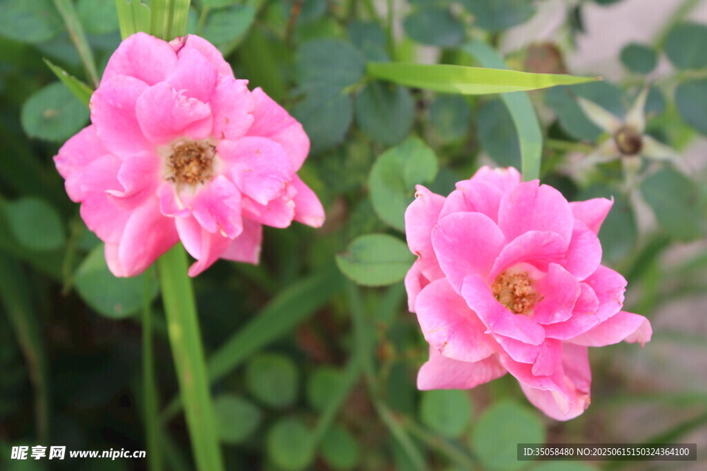 月季花  