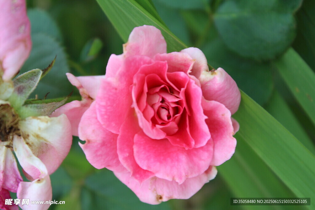 月季花 