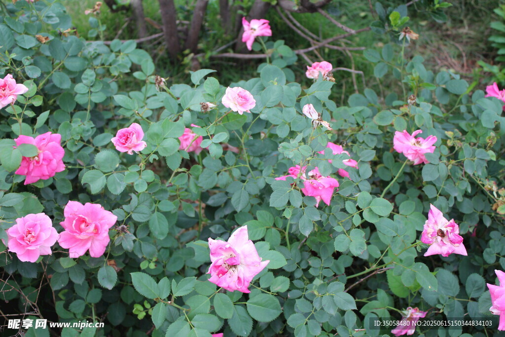 月季花  