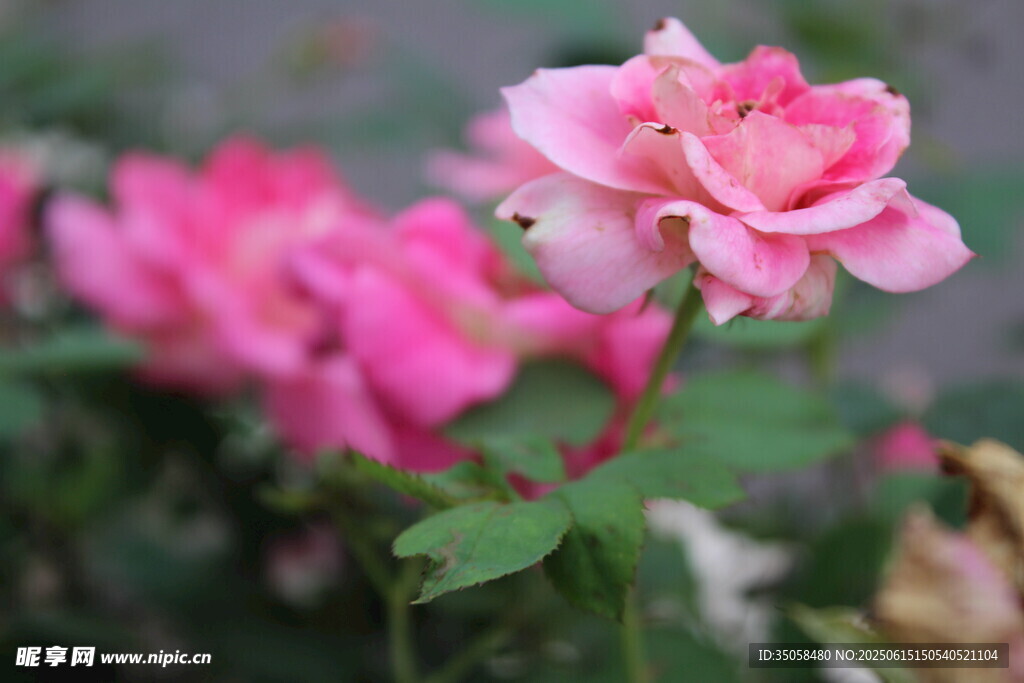 月季花  