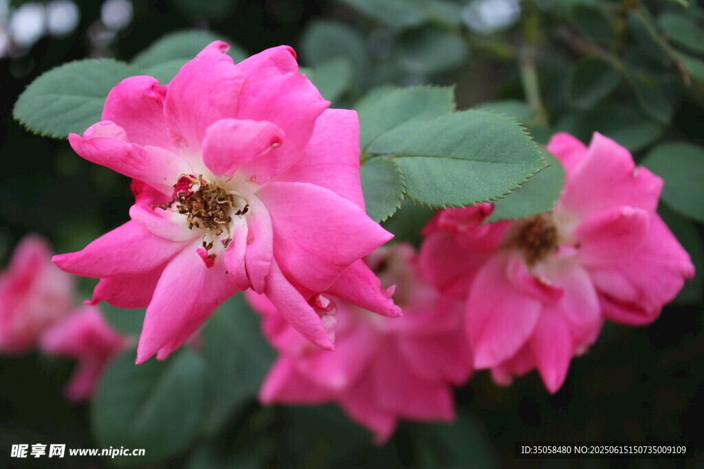 月季花 