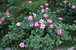 月季花 