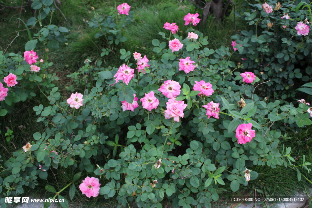 月季花 
