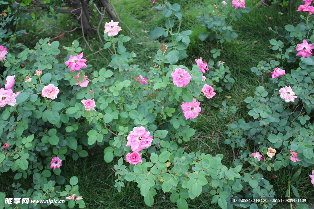 月季花  