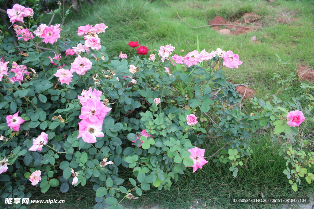 月季花  