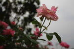 月季花 