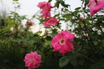 月季花 
