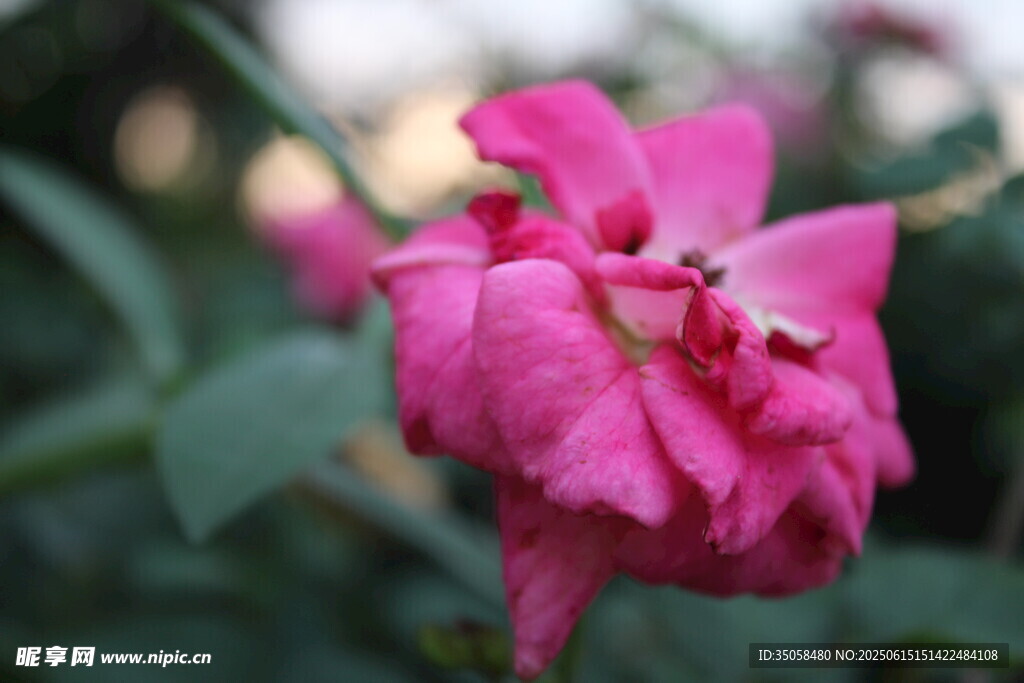 月季花 