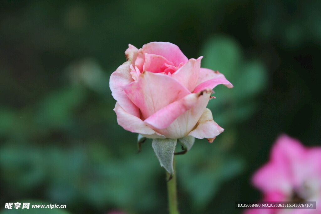 月季花  
