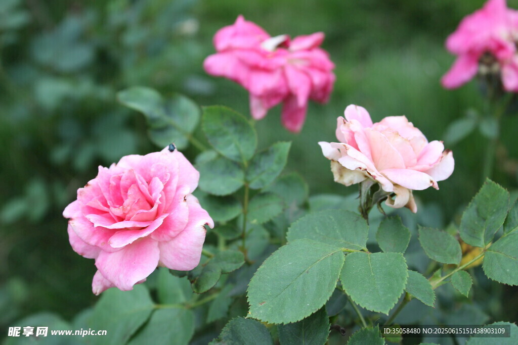 月季花 