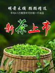 新茶上市   鮮嫩茶葉待品嘗
