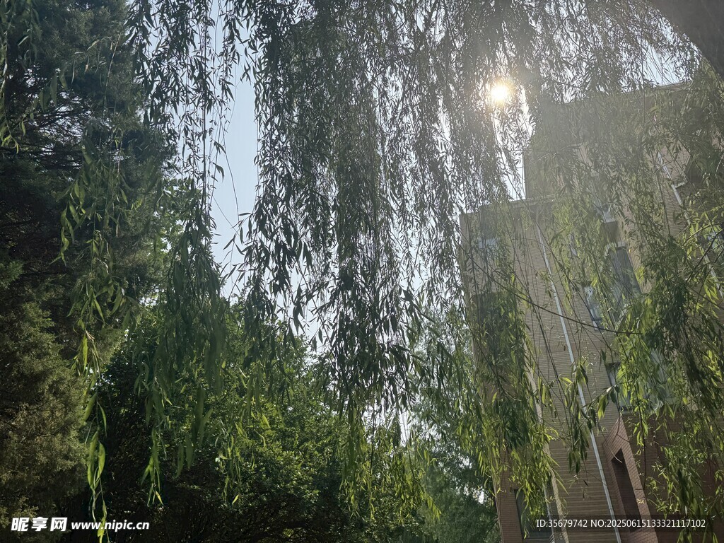 垂柳下的清新綠意