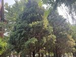 茂密樹林景觀