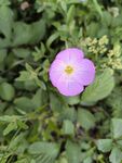 嬌艷粉色野薔薇