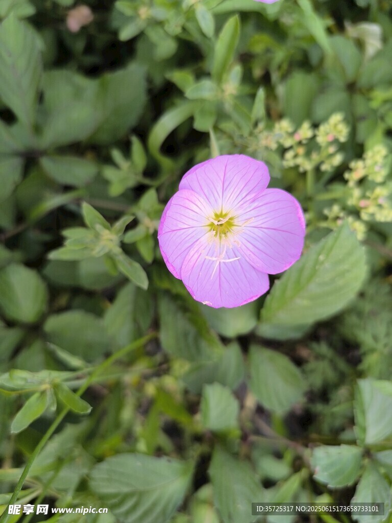 嬌艷粉色野薔薇