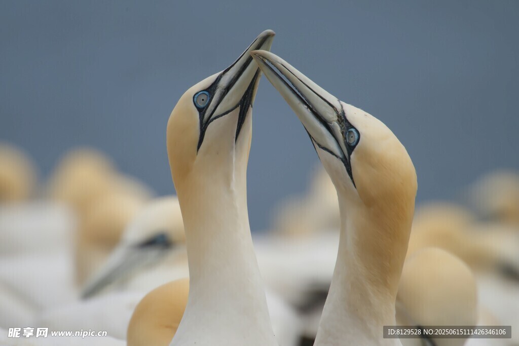 親昵海鳥互動瞬間