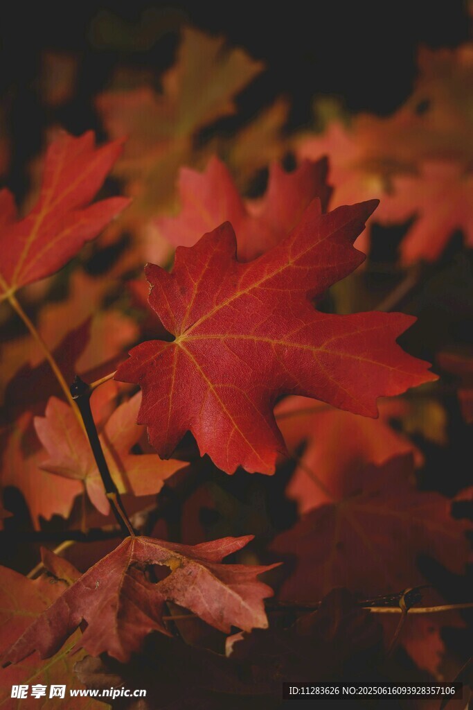 秋日紅楓葉特寫