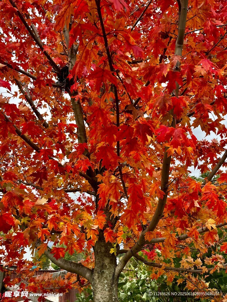 秋日紅楓滿樹絢爛