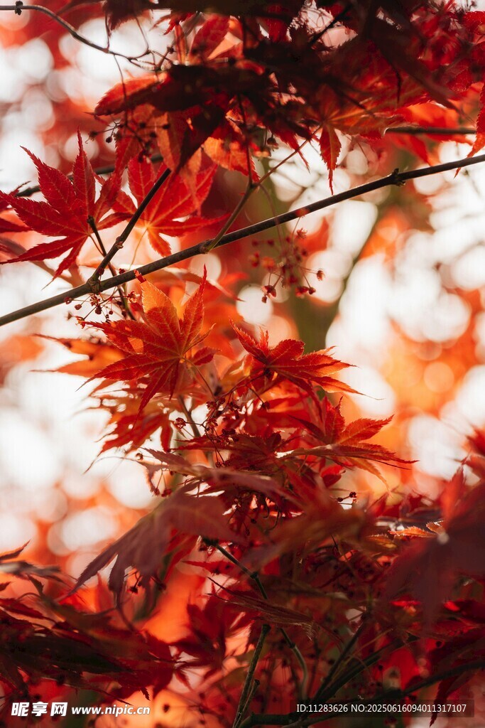 秋日紅楓葉特寫