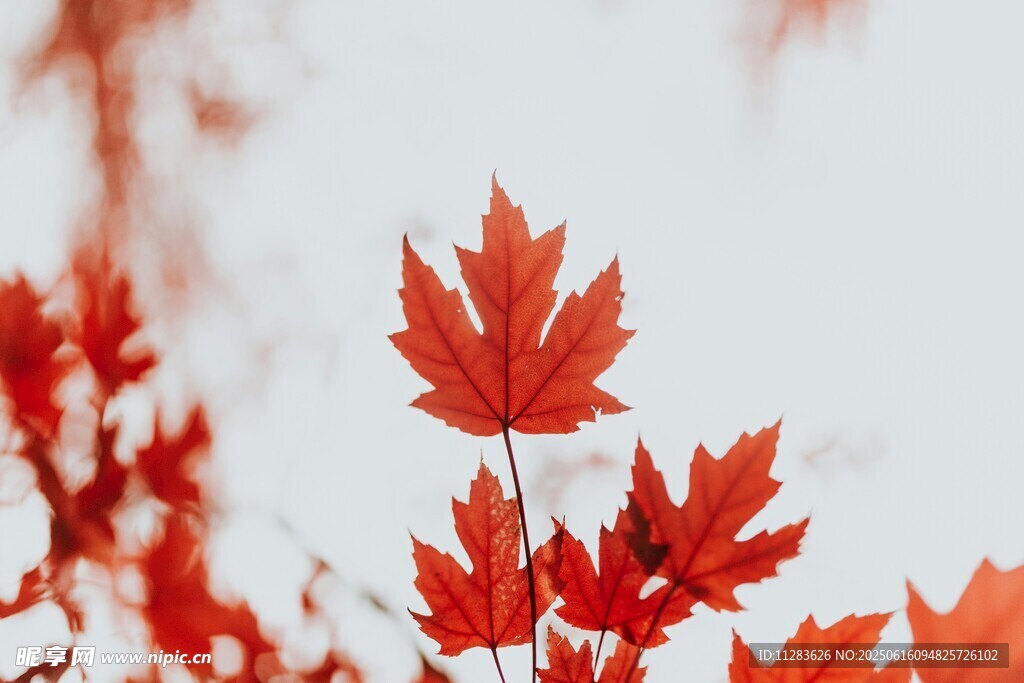 秋日紅楓葉特寫(xiě)