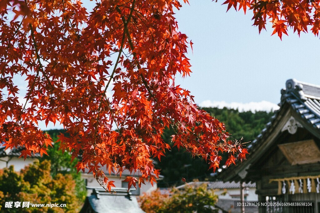 秋日紅楓下的古樸建筑