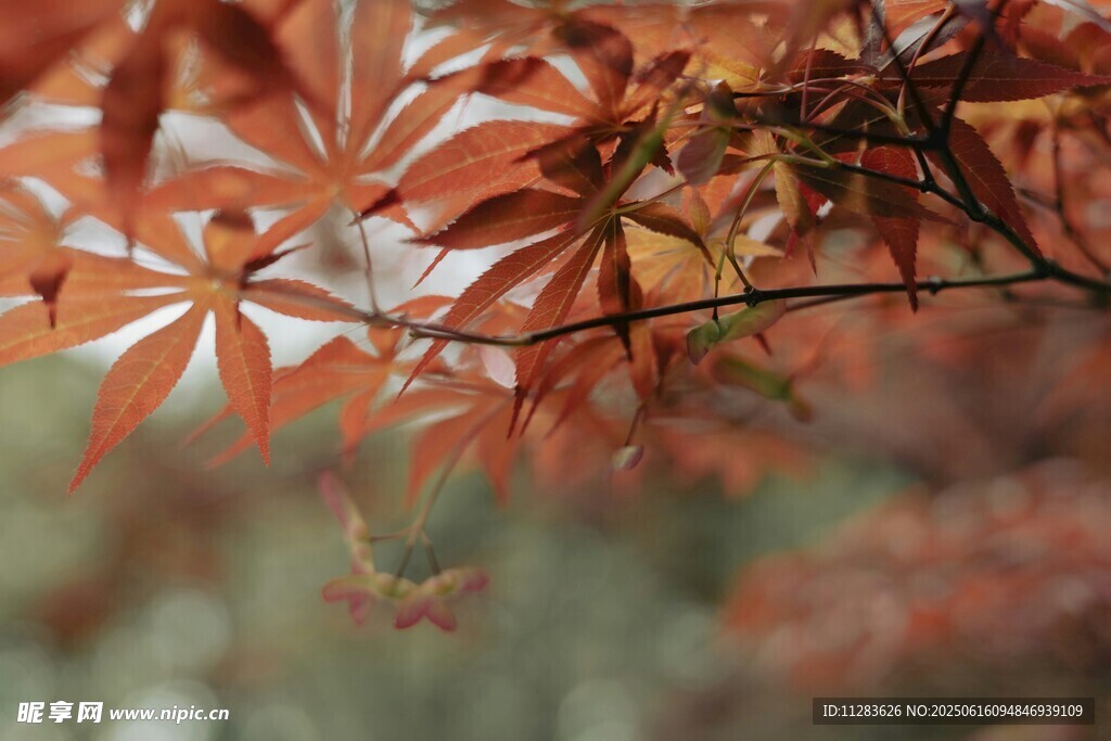 秋日紅楓葉特寫