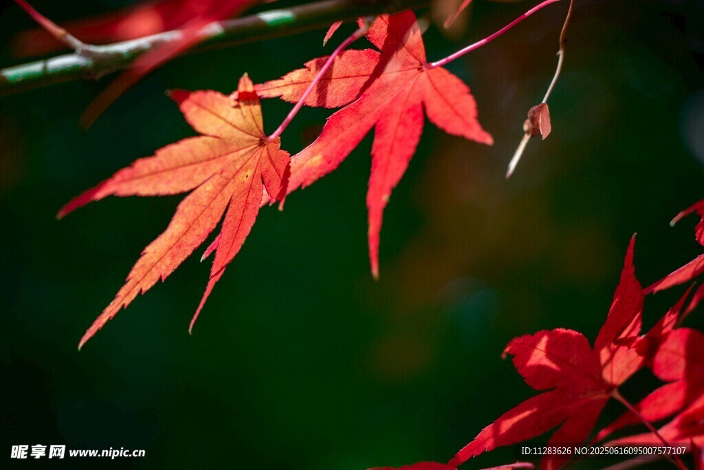 紅楓葉特寫
