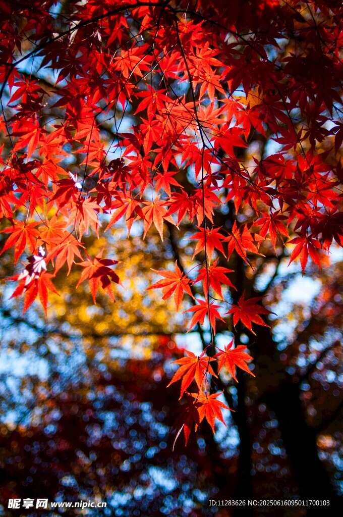 秋日紅楓美景