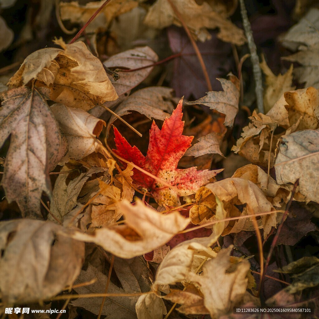 紅葉傲立枯葉間