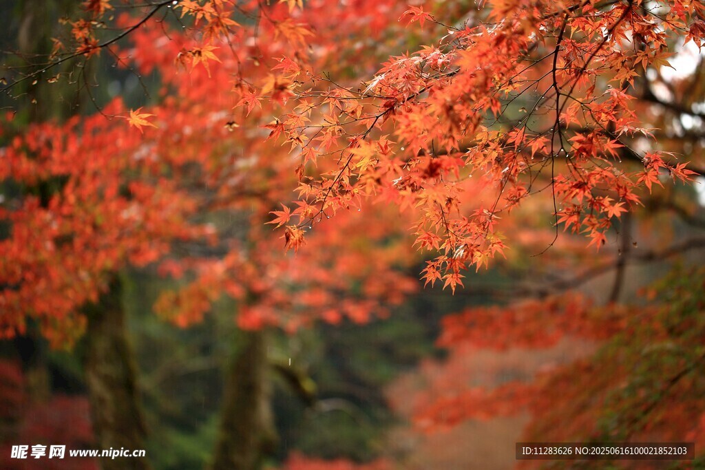 秋日紅楓美景