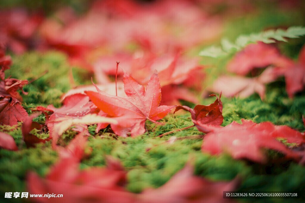 紅葉覆綠苔