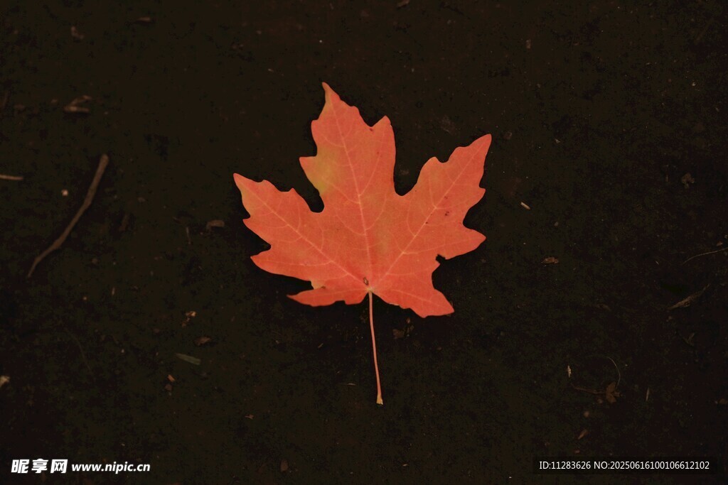 一片橙紅楓葉靜臥地面