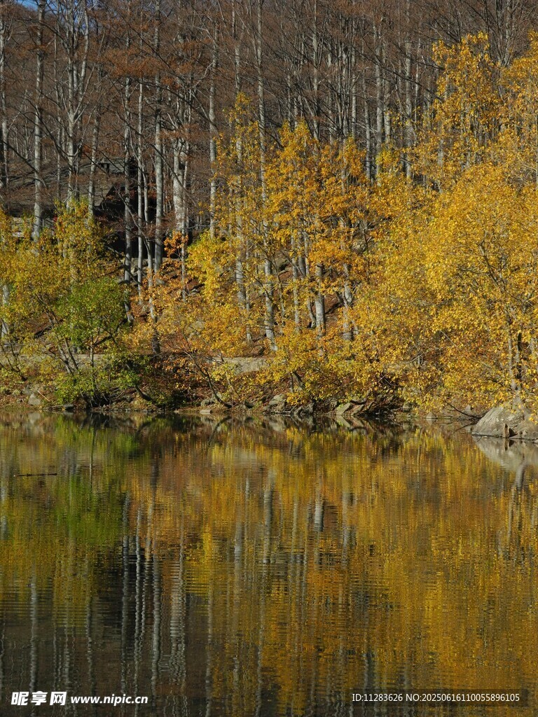 秋日湖畔絢爛樹林美景