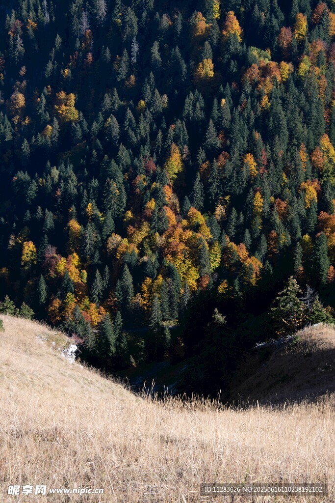 秋日山坡上的多彩樹林