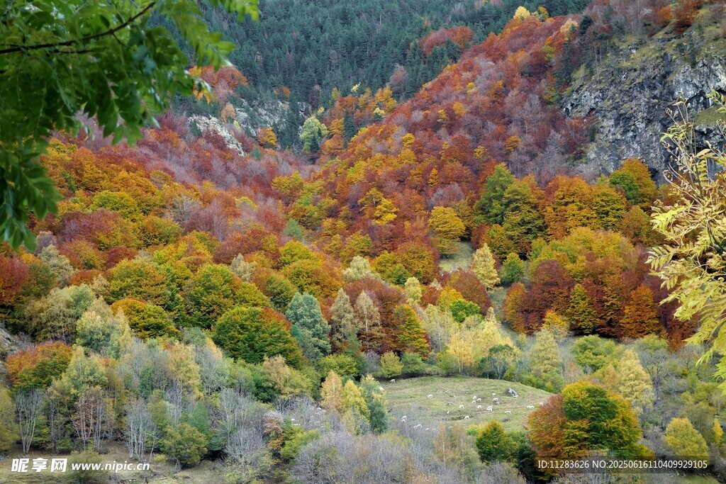 秋日山林斑斕美景