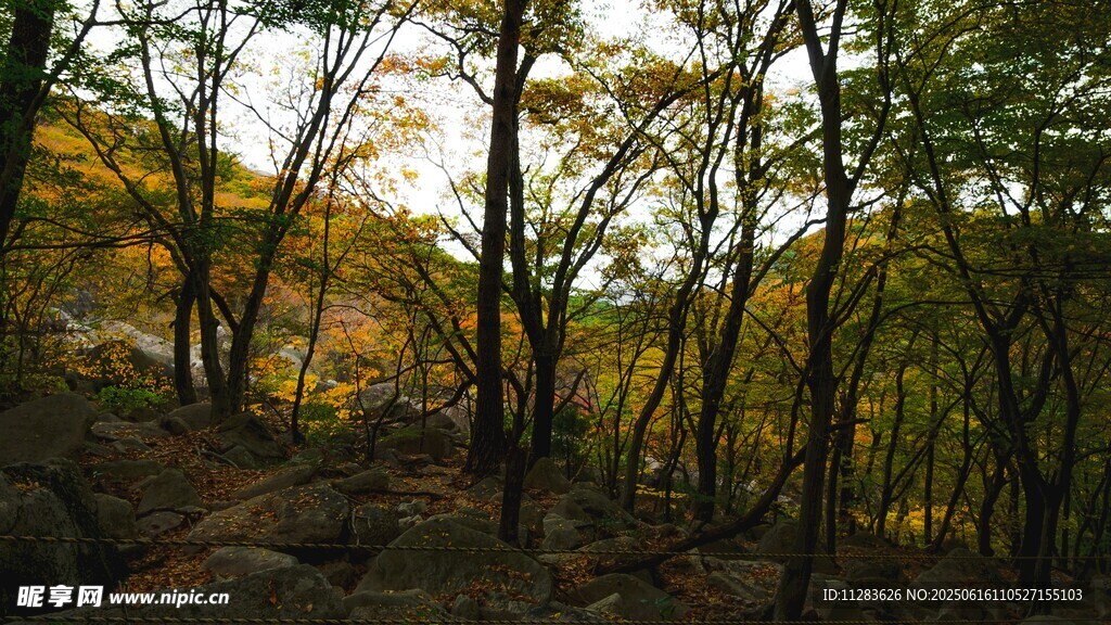 秋日林間小道美景