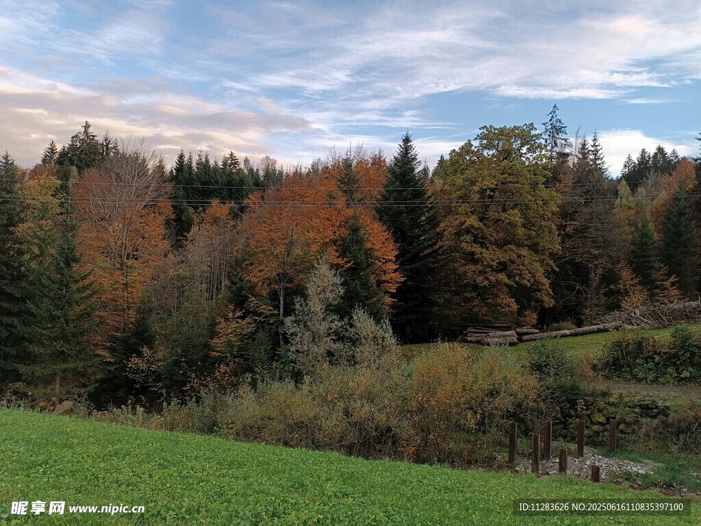 秋日山林下的翠綠草地