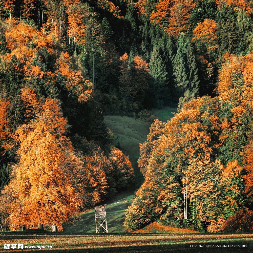 秋日山林絢麗風光
