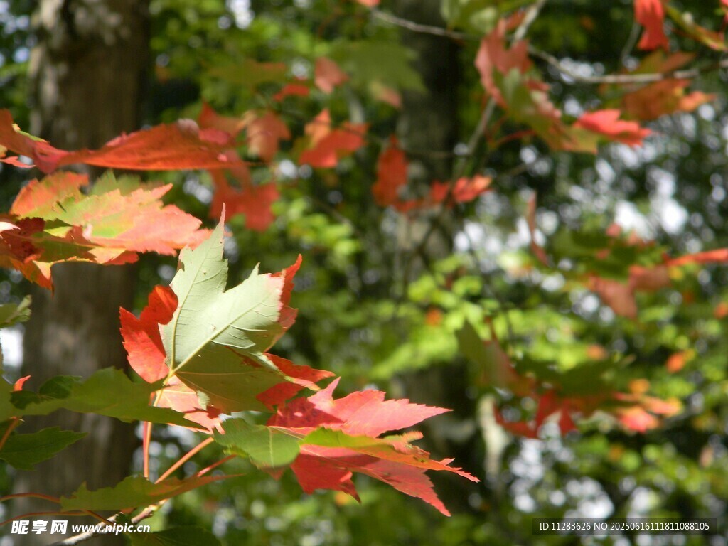 枝頭紅楓葉