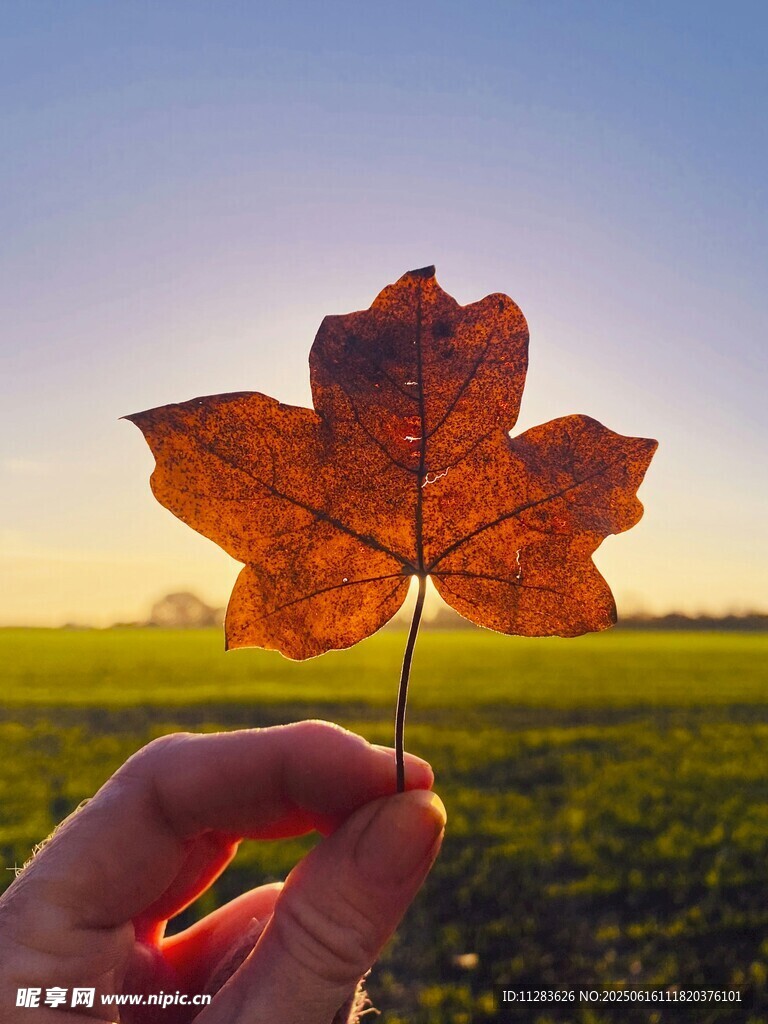 夕陽下的手捧楓葉