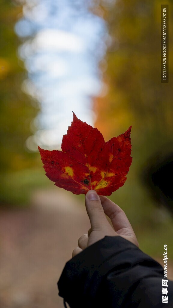 手擎紅葉賞秋景