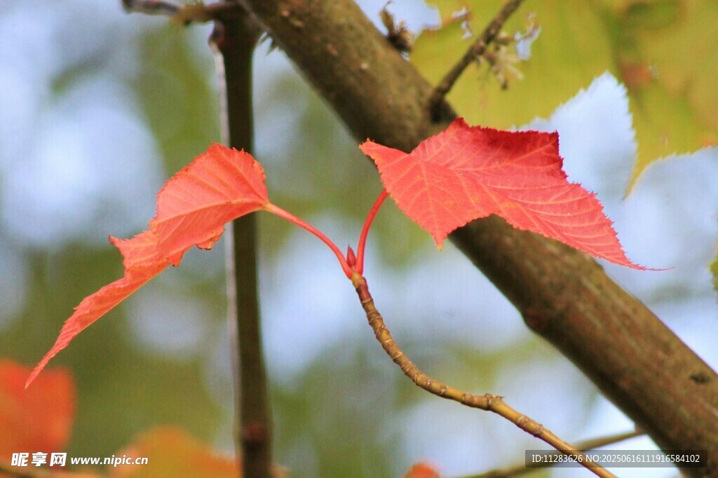 秋日紅楓葉特寫