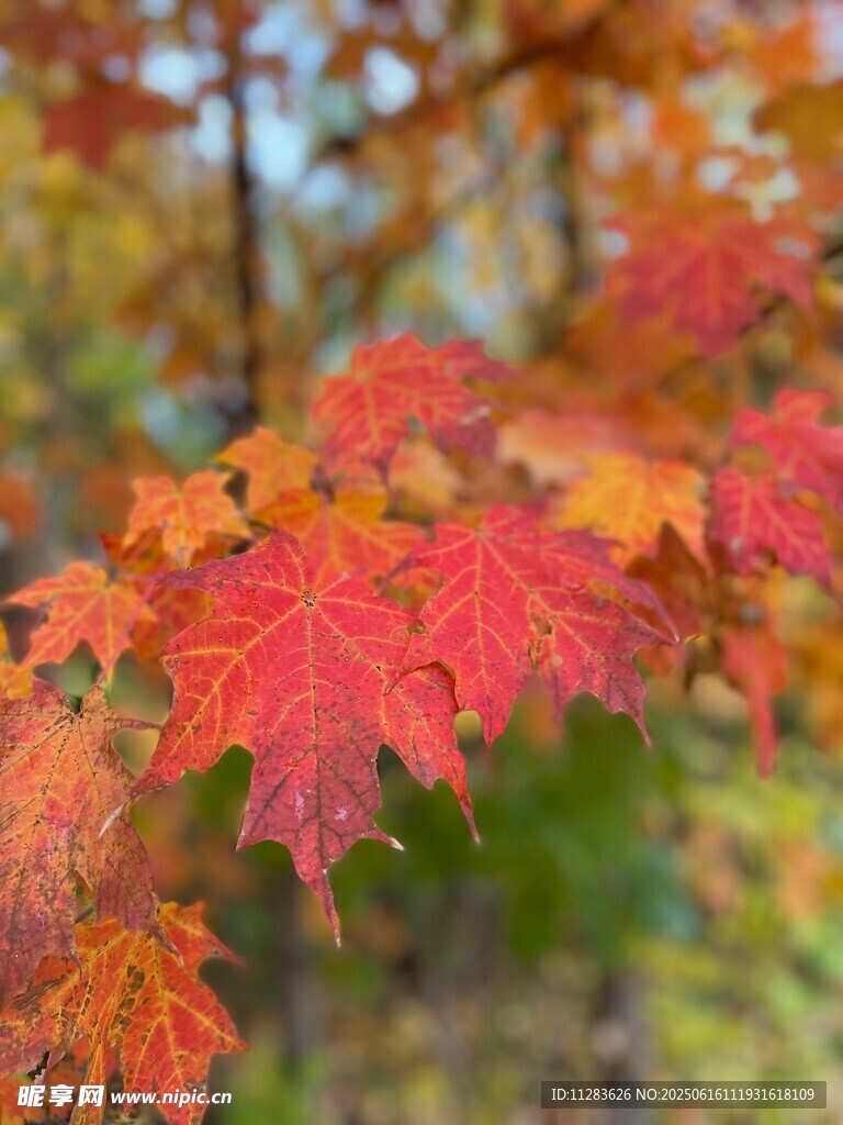 秋日紅楓葉特寫