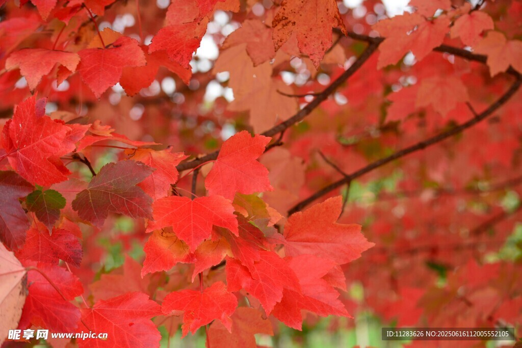 秋日紅楓葉景