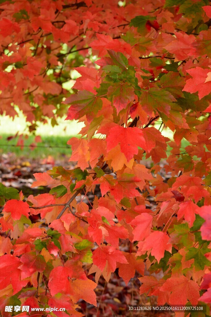 秋日紅楓葉景