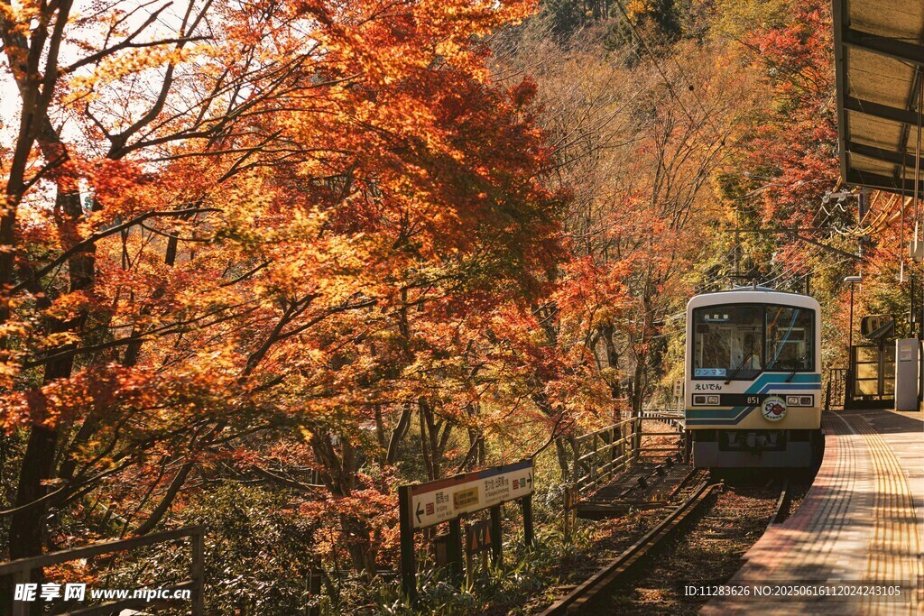 秋日山林中的行駛列車