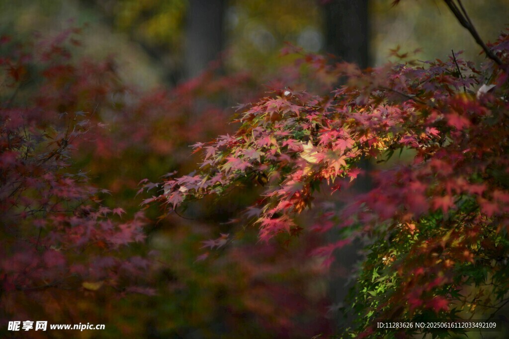 秋日紅楓美景